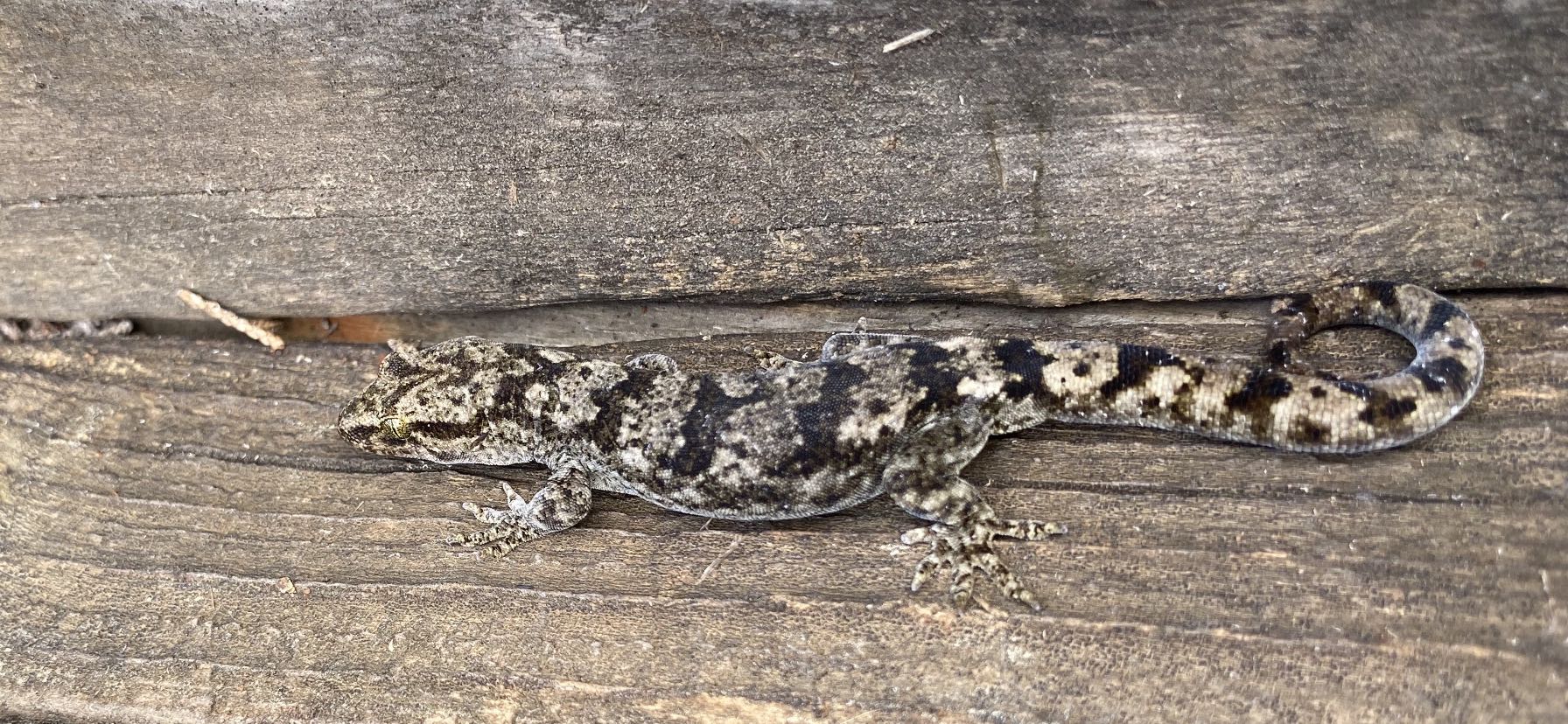 Gecko from Banks Peninsula