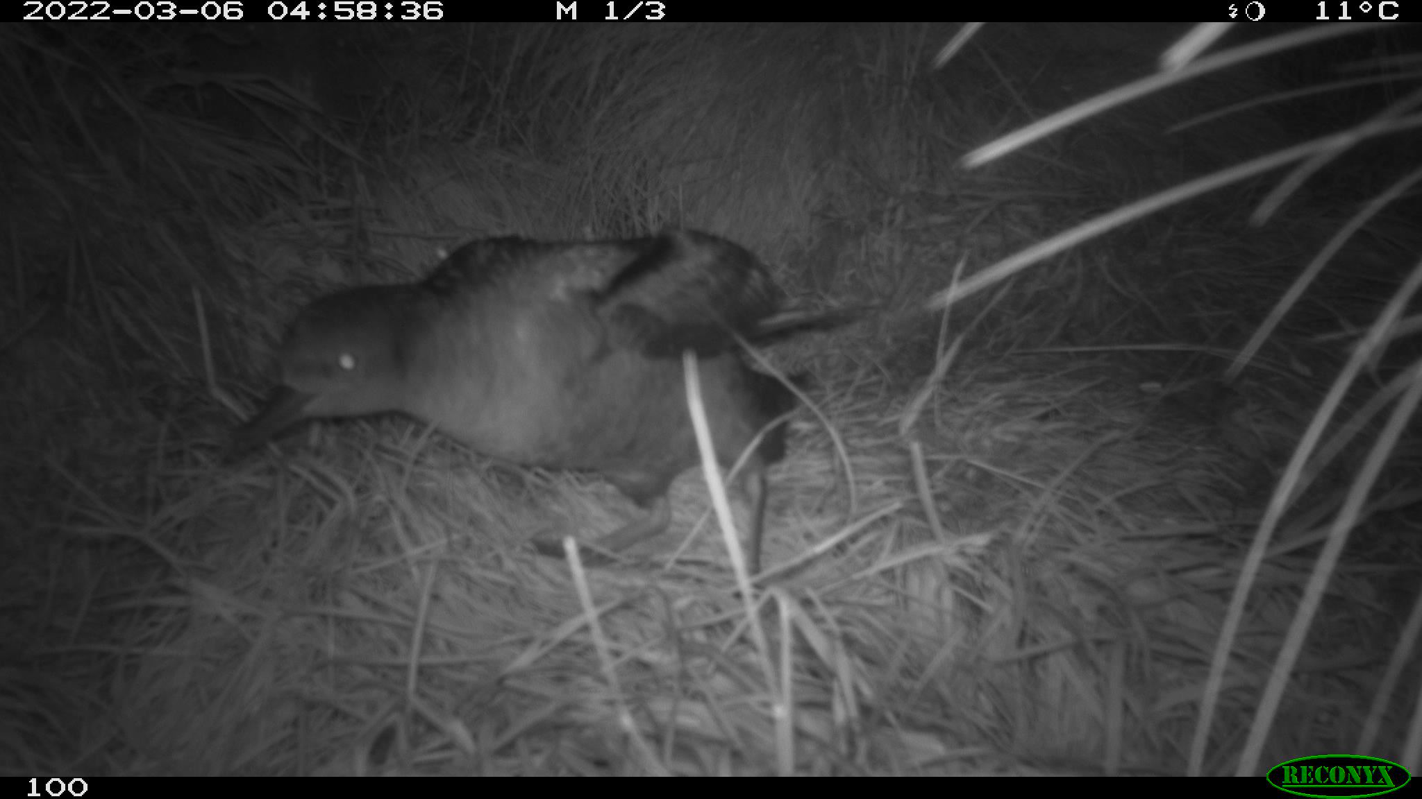 Photo: This tītī is on a mission! (Credit: PFBP and Camera 100)