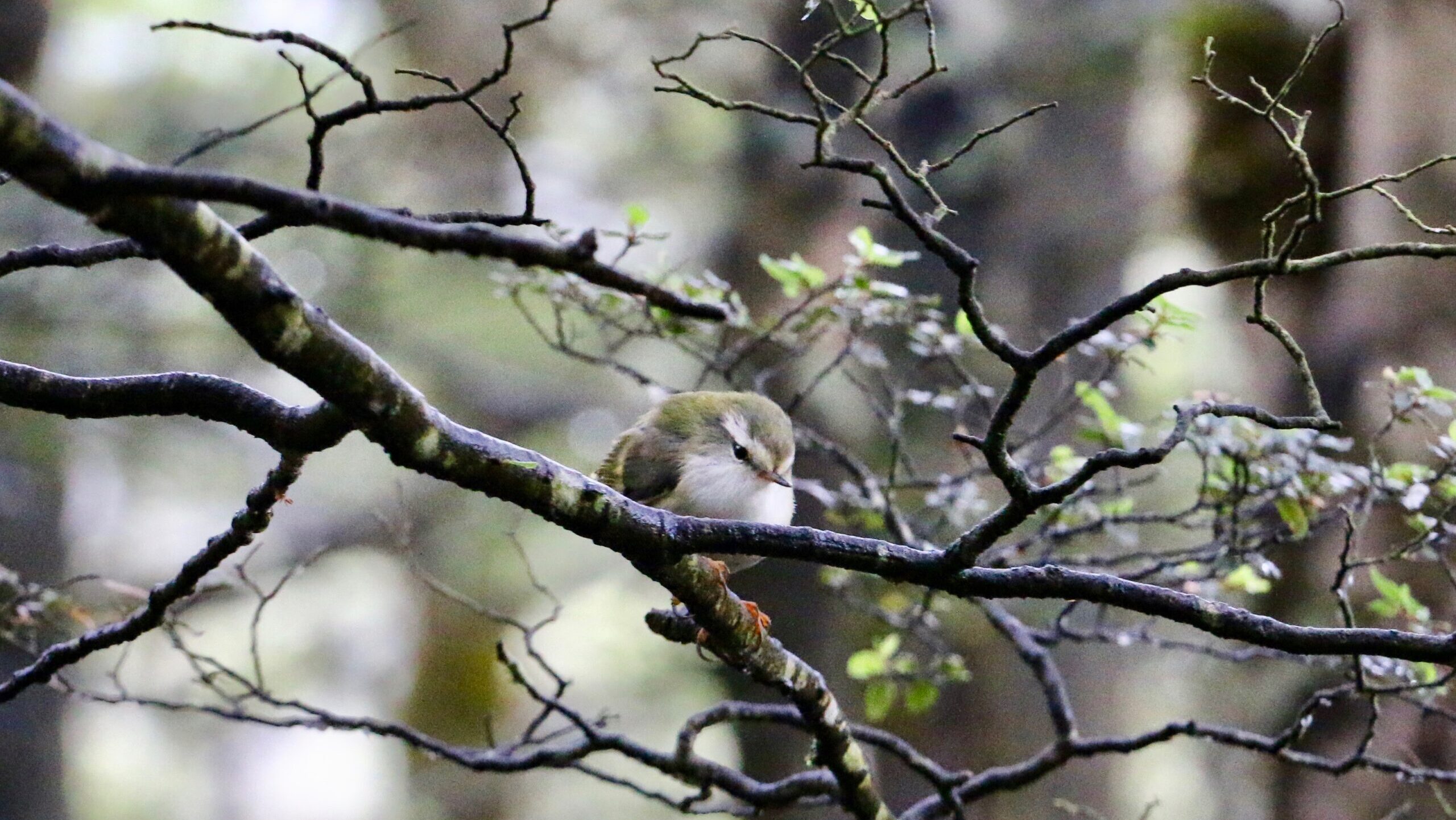 Photo: Titipounamu living its best life (Lloyd Mander)