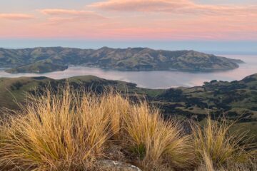 Possum Knockdown in Akaroa Township