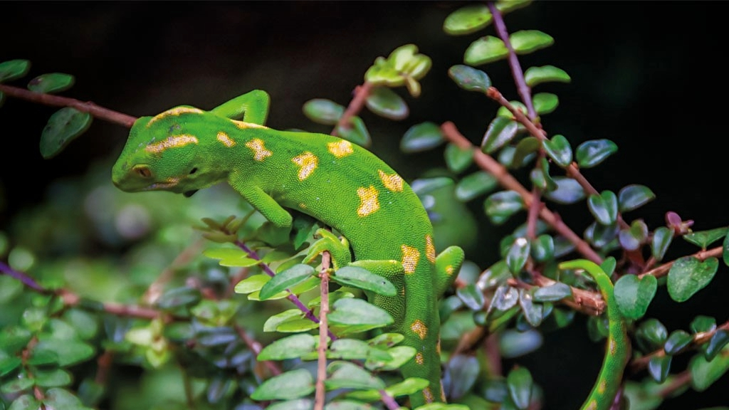 Community Action - Pest Free Banks Peninsula